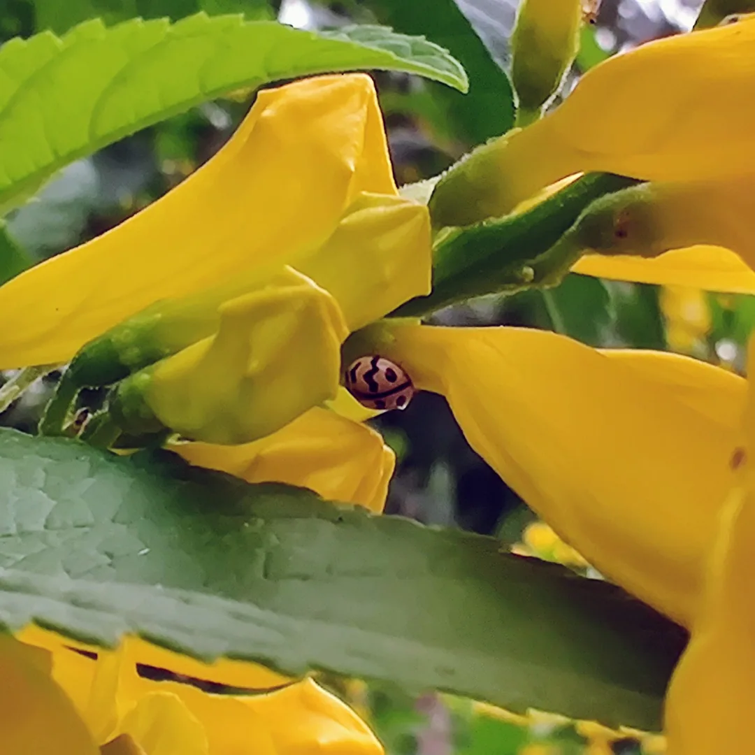 ð