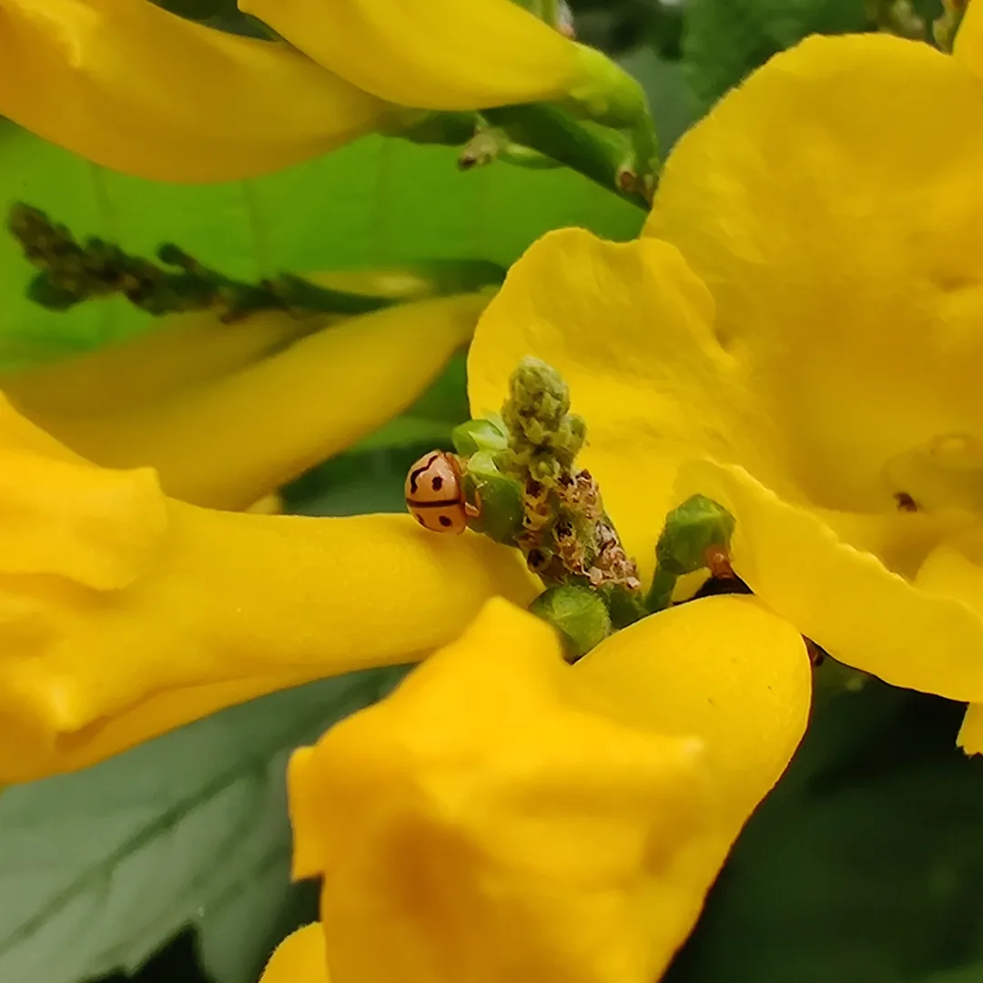 ð