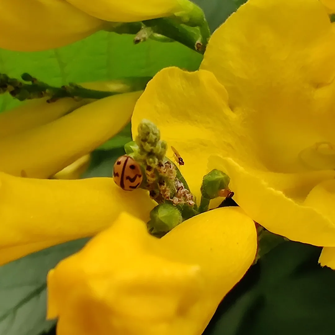 ð