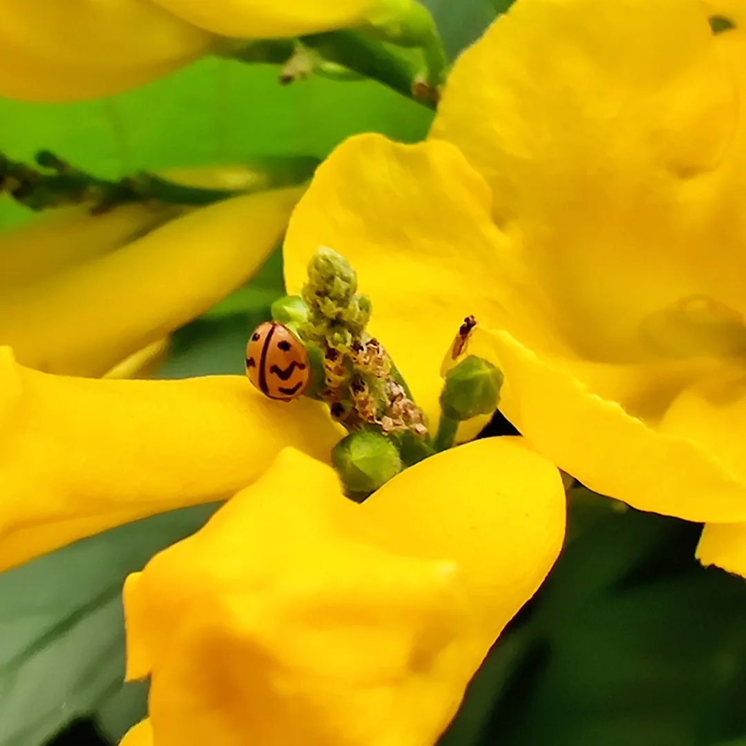 ð