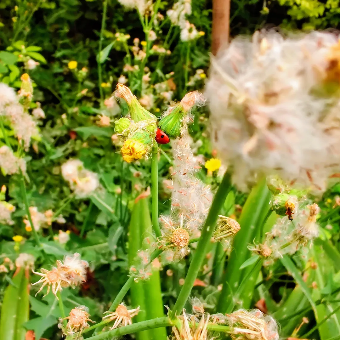 Sometimes Google Photos chooses to style a photo that I've otherwise rejected. Like this one. I think I just pressed the