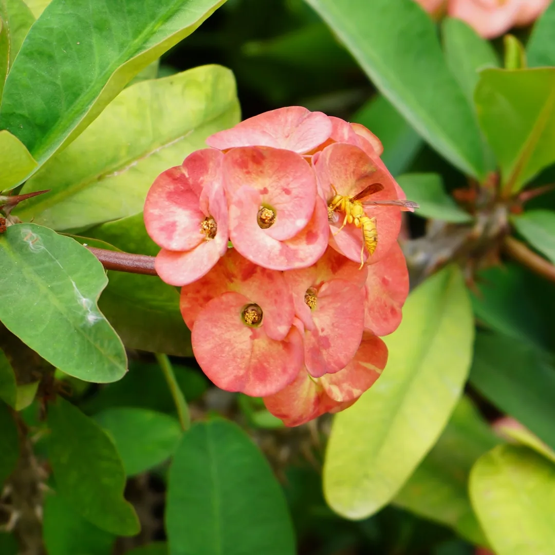 An Indian wasp on a crown of thorns.