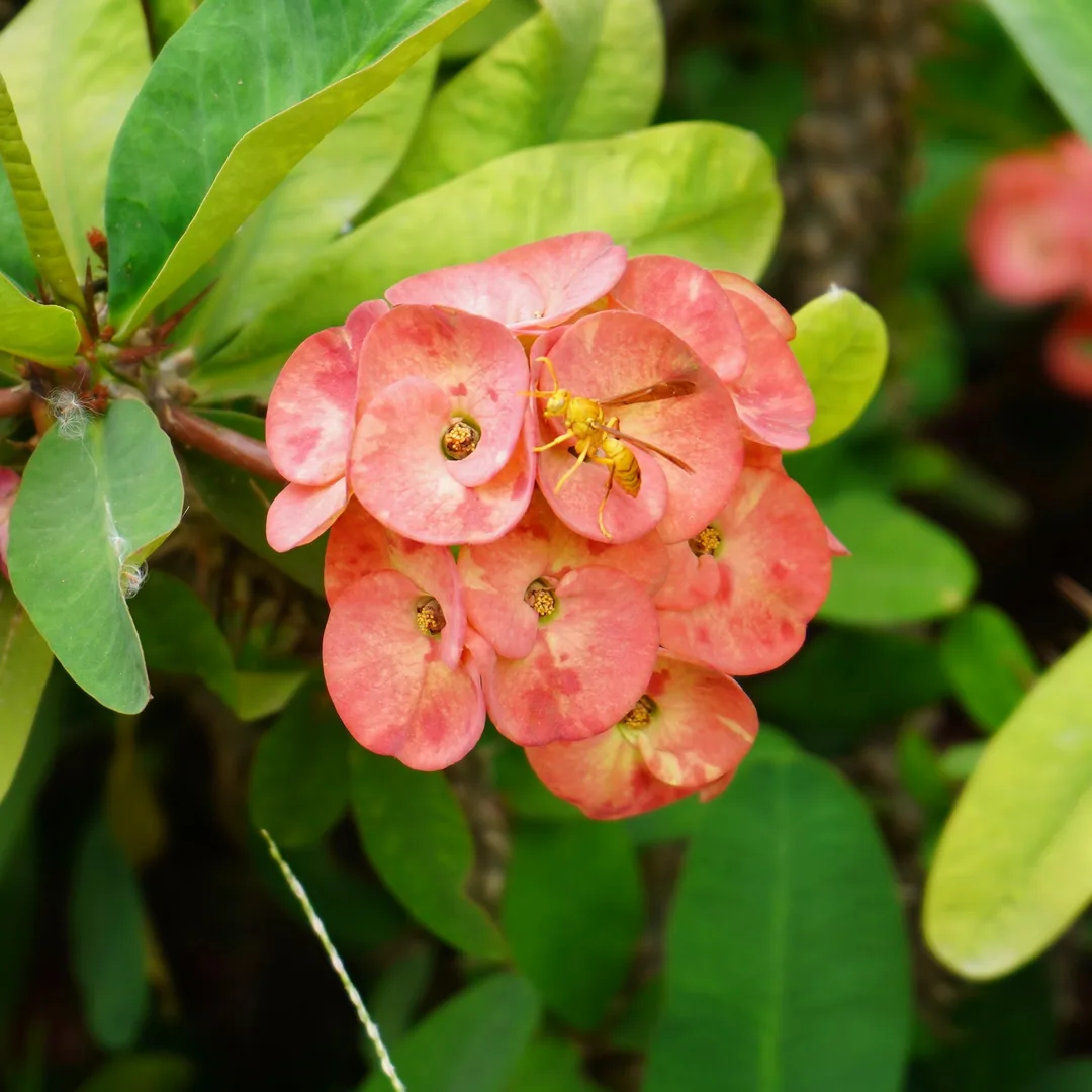 An Indian wasp on a crown of thorns.