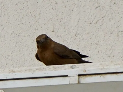 The brown rock chat. Gorging on dead insects accumulated on a floodlight.