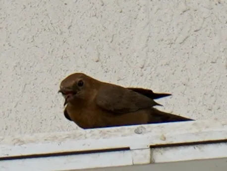 The brown rock chat. Gorging on dead insects accumulated on a floodlight.