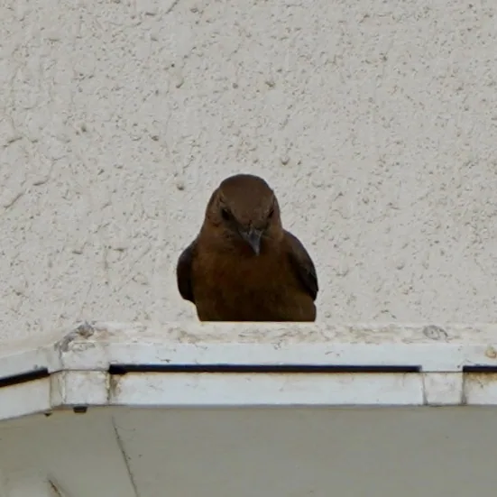 The brown rock chat. Gorging on dead insects accumulated on a floodlight.