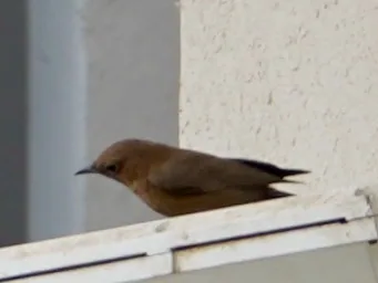 The brown rock chat. Gorging on dead insects accumulated on a floodlight.