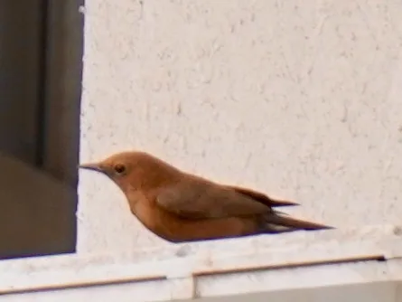The brown rock chat. Gorging on dead insects accumulated on a floodlight.