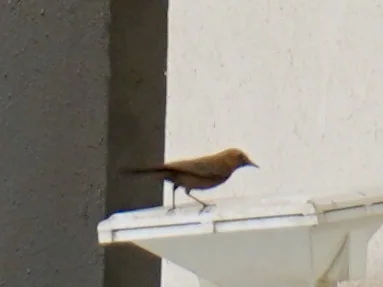 The brown rock chat. Gorging on dead insects accumulated on a floodlight.