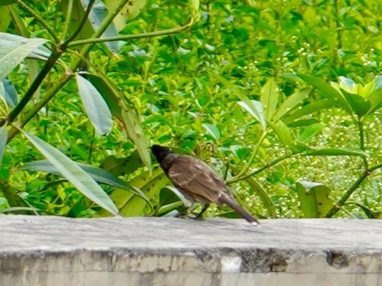 Red vented bulbul.

Yes. You have been mooned by the red butt of a bird.
