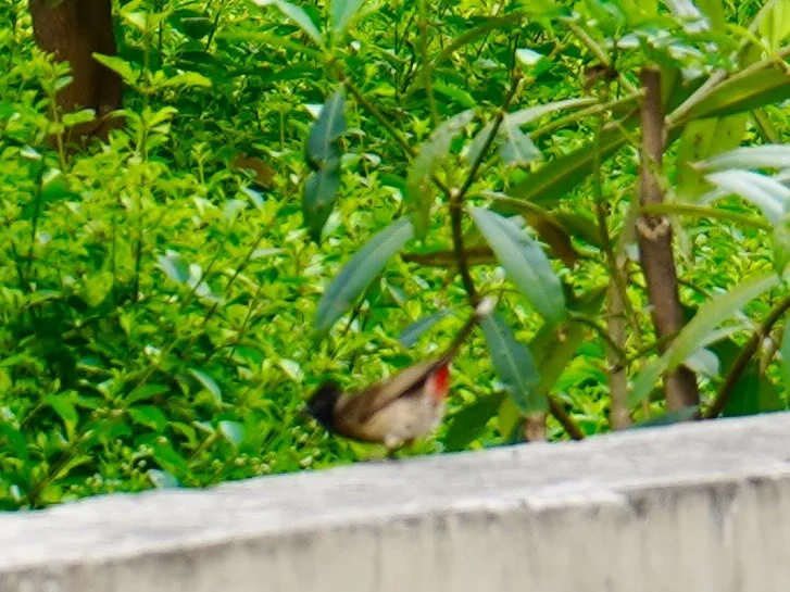 Red vented bulbul.

Yes. You have been mooned by the red butt of a bird.