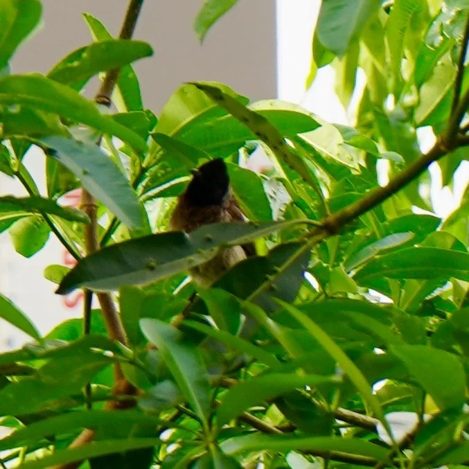 Red vented bulbul.

Yes. You have been mooned by the red butt of a bird.