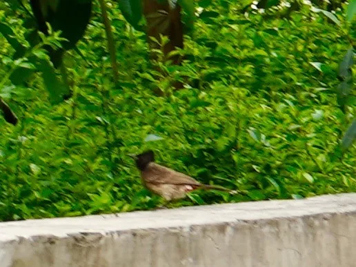 Red vented bulbul.

Yes. You have been mooned by the red butt of a bird.
