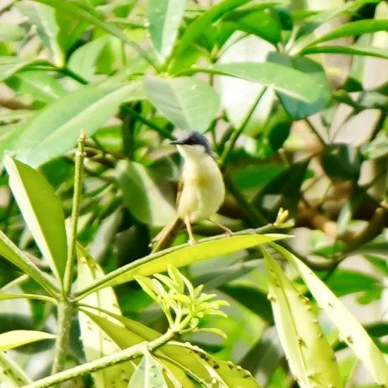 The ashy prinia or ashy wren-warbler