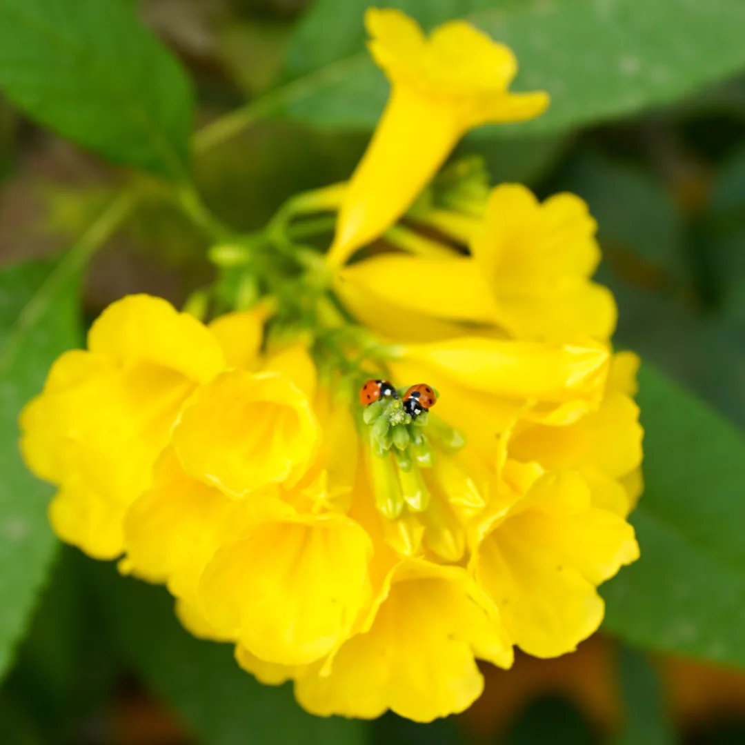 Yellow elders and seven spotted beetles