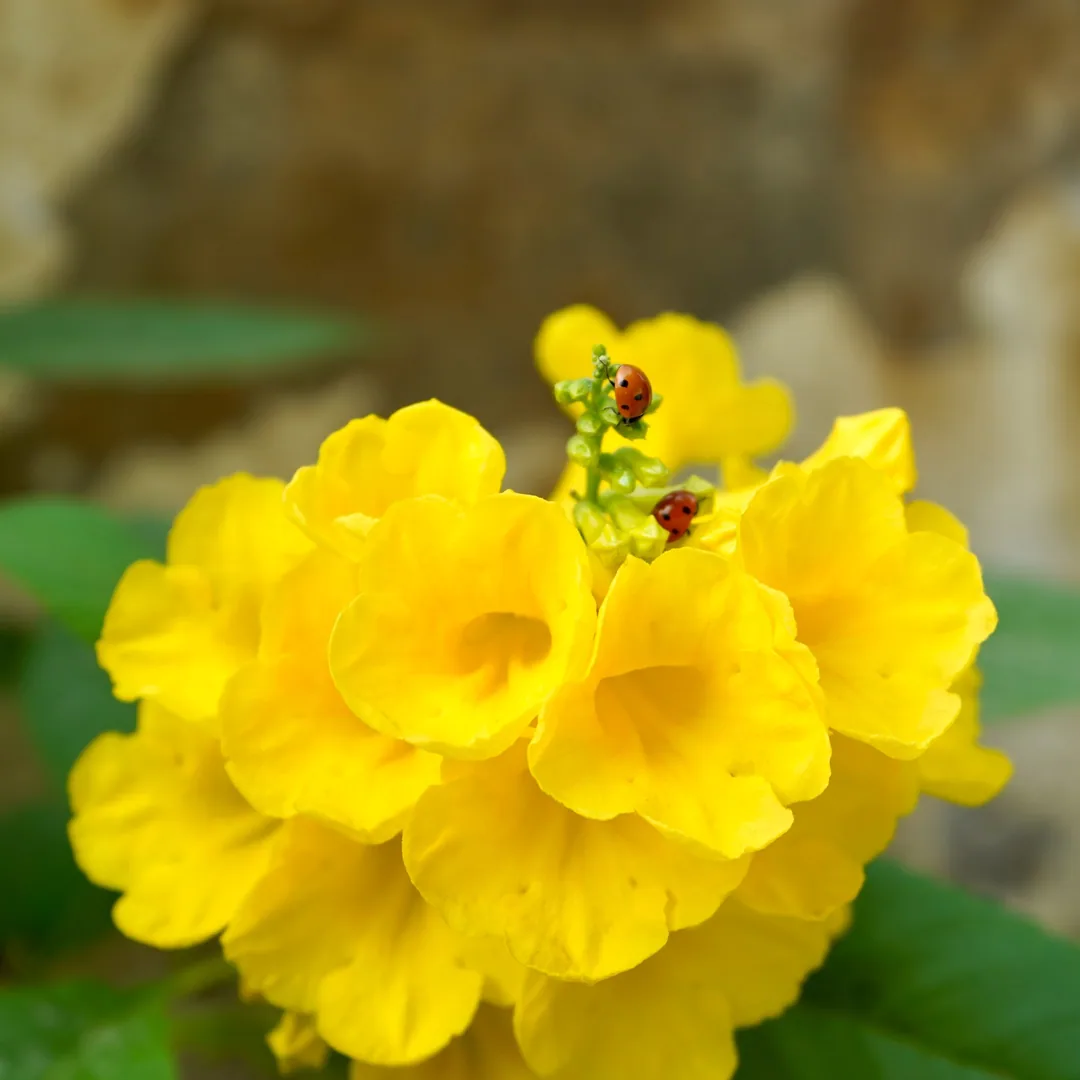 Yellow elders and seven spotted beetles
