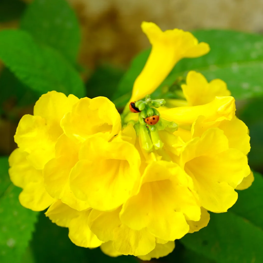 Yellow elders and seven spotted beetles