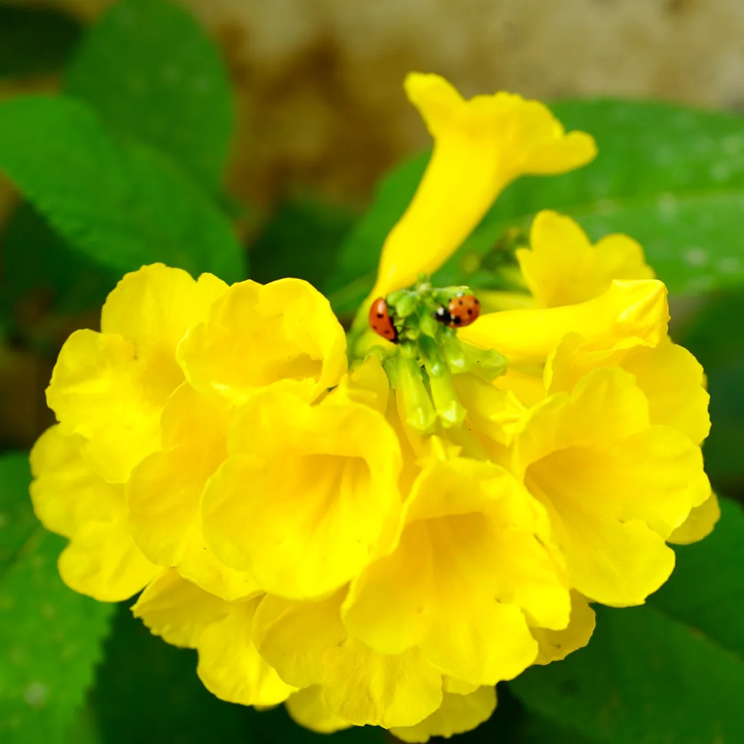 Yellow elders and seven spotted beetles