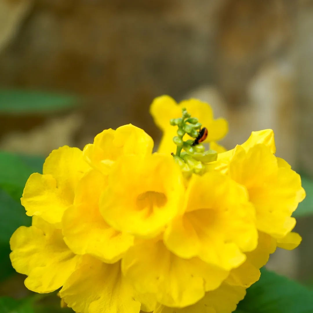 Yellow elders and seven spotted beetles