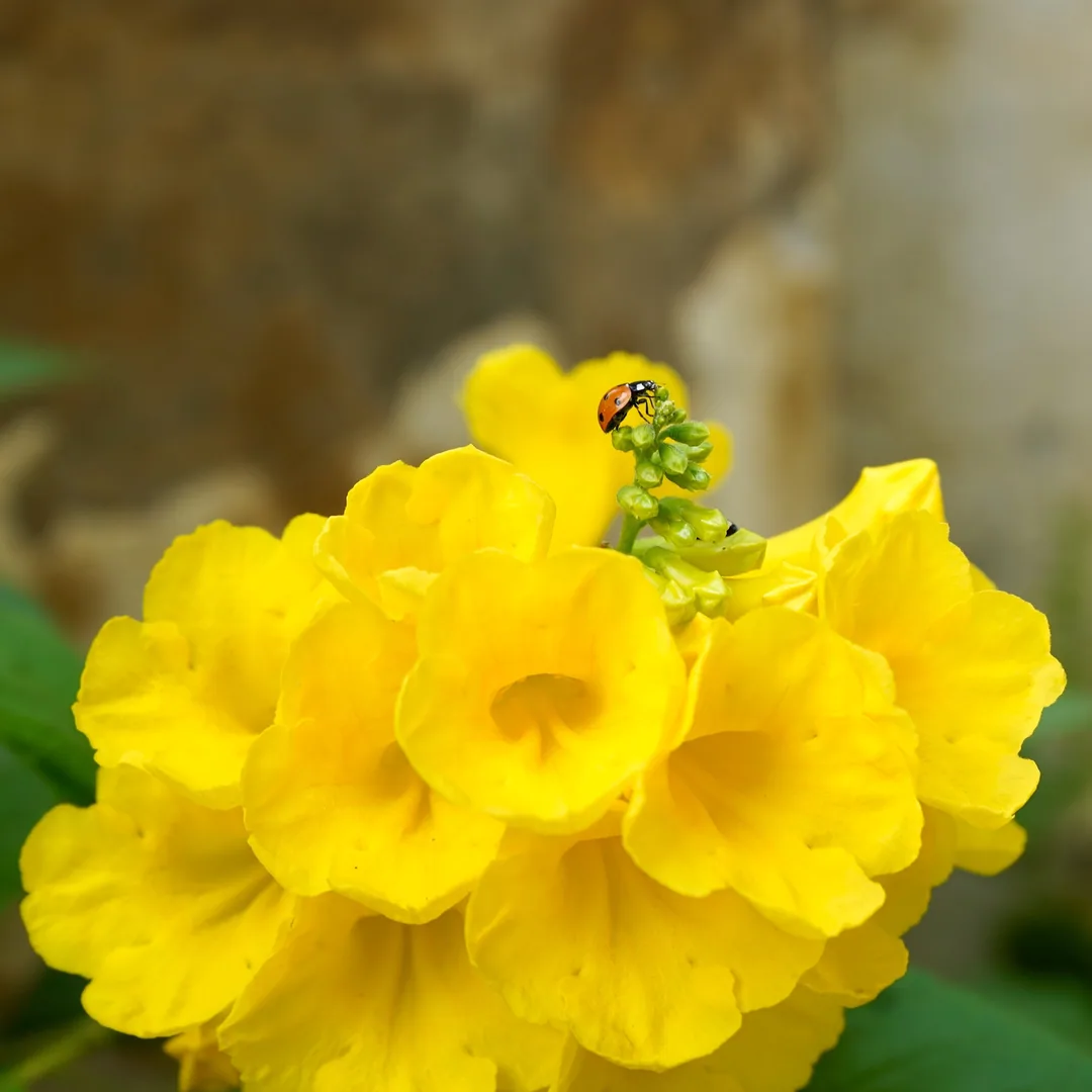 Yellow elders and seven spotted beetles