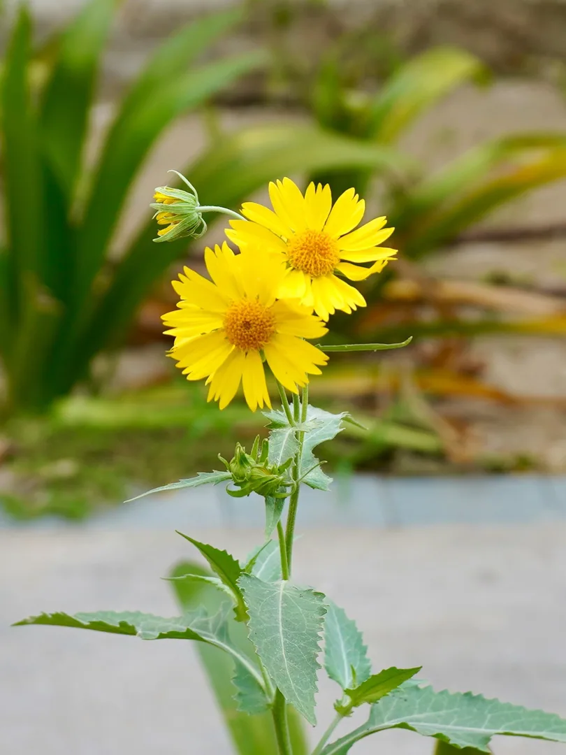 Golden crownbeard