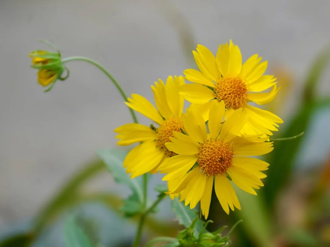 Golden crownbeard
