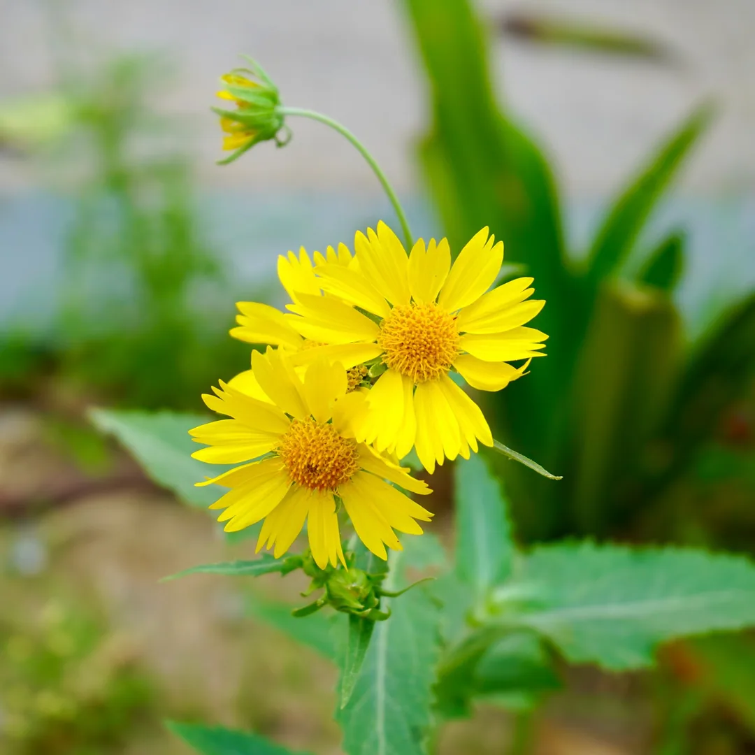 Golden crownbeard