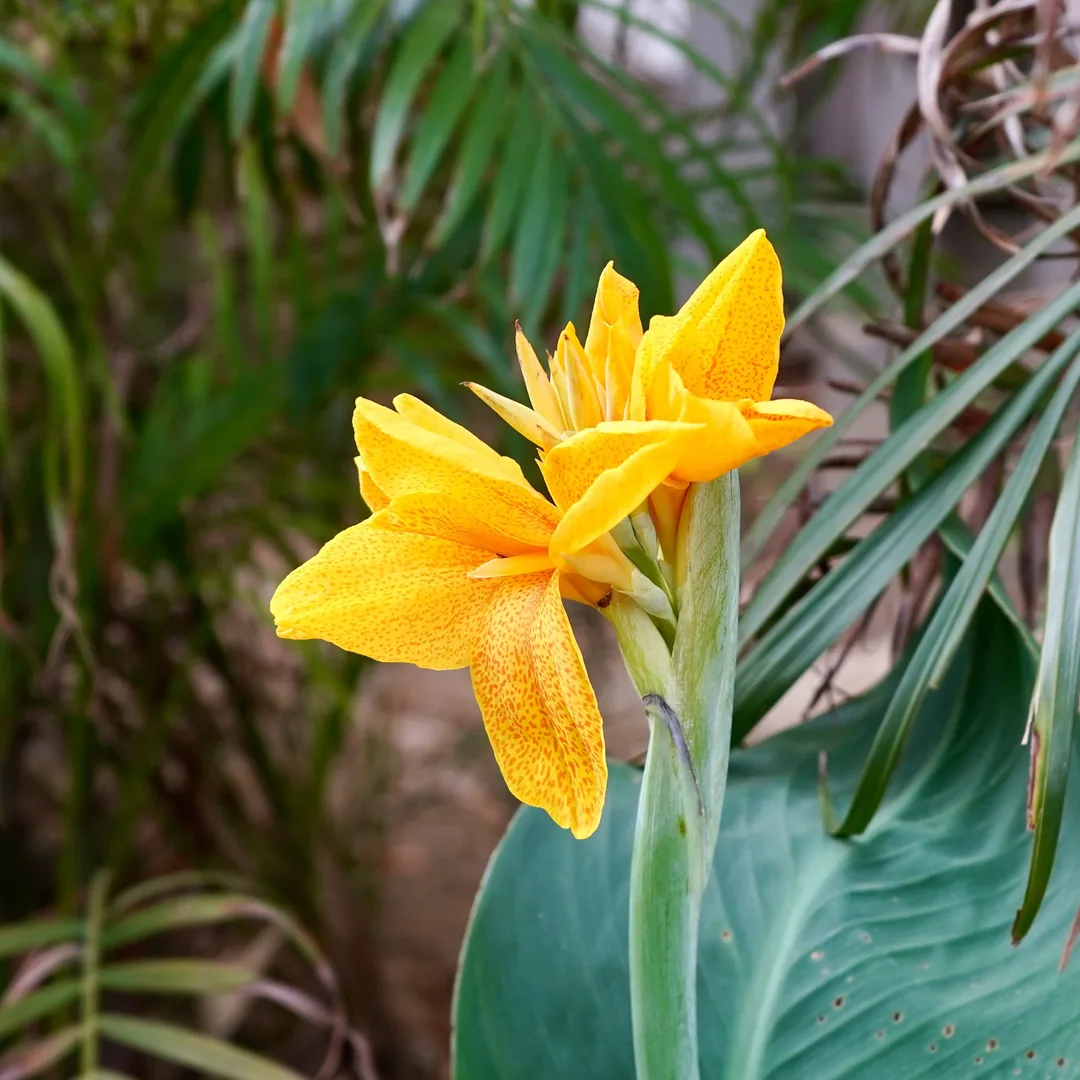 Lilies. Also known as the Edible Canna or the Yellow King Humbert.