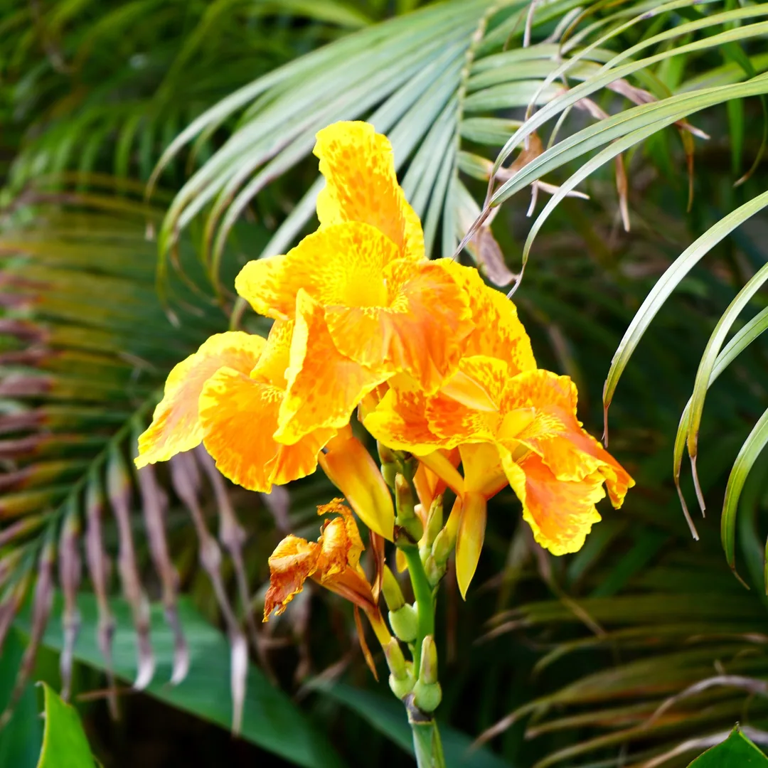 Lilies. Also known as the Edible Canna or the Yellow King Humbert.