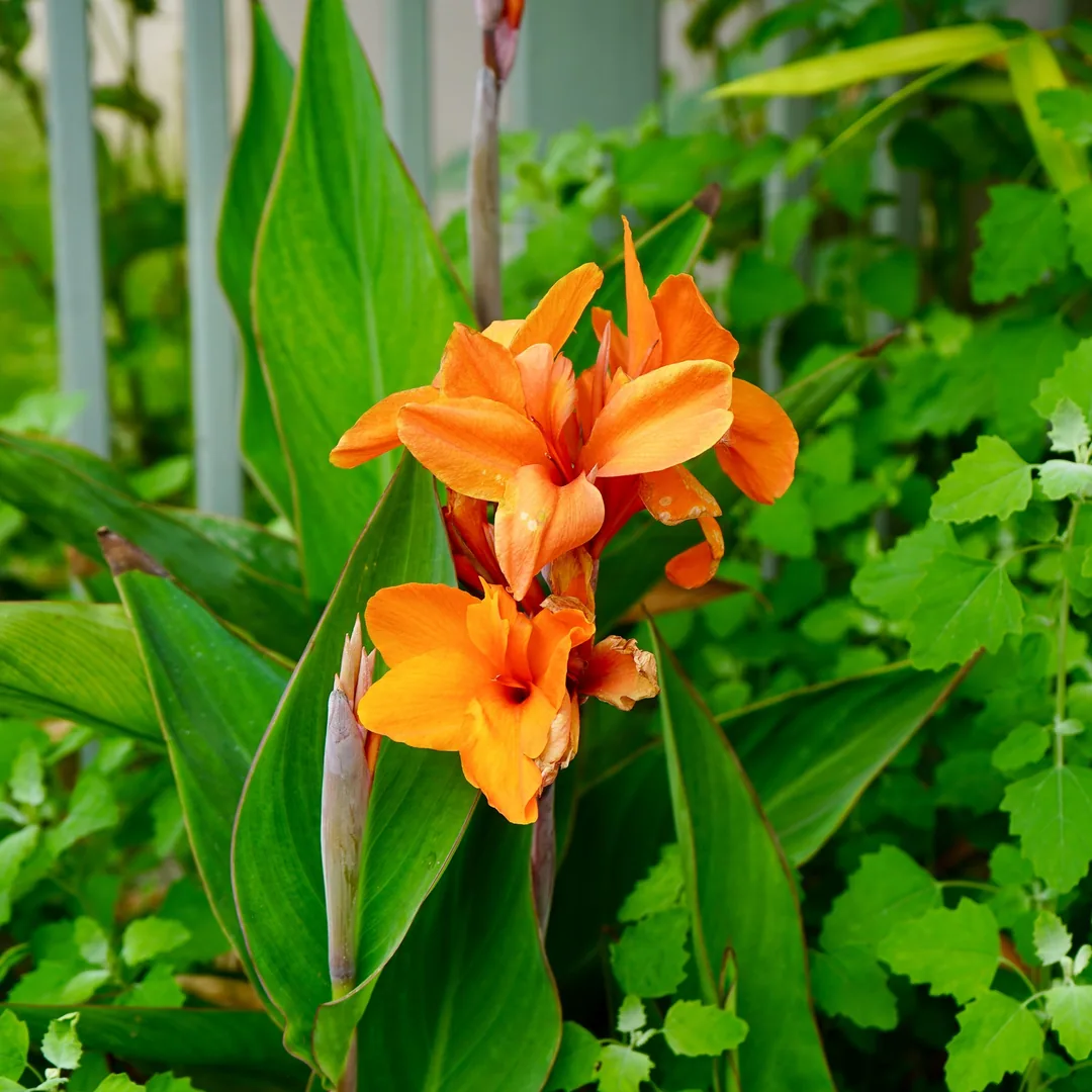 Lilies. Also known as the Edible Canna or the Yellow King Humbert.