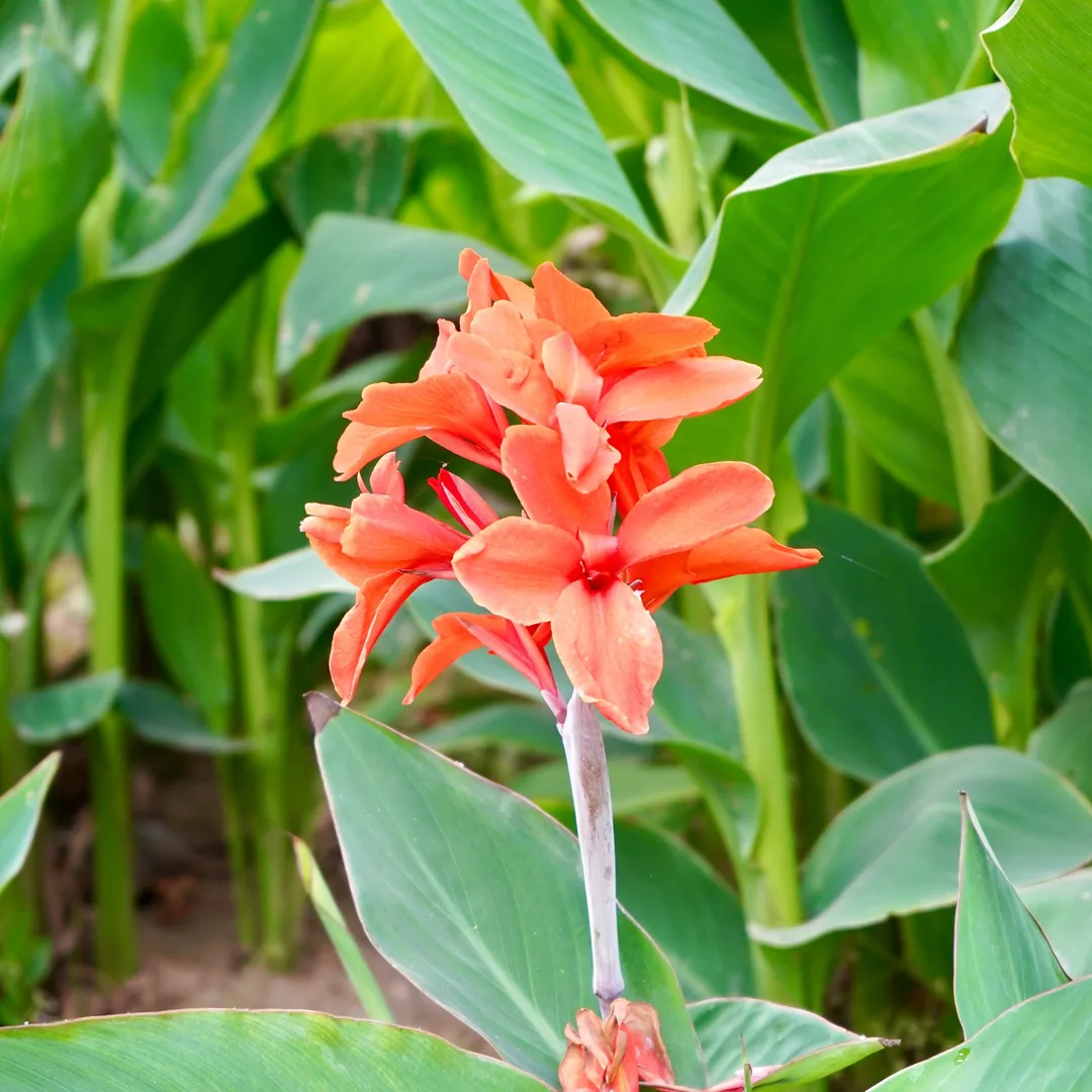 Lilies. Also known as the Edible Canna or the Yellow King Humbert.