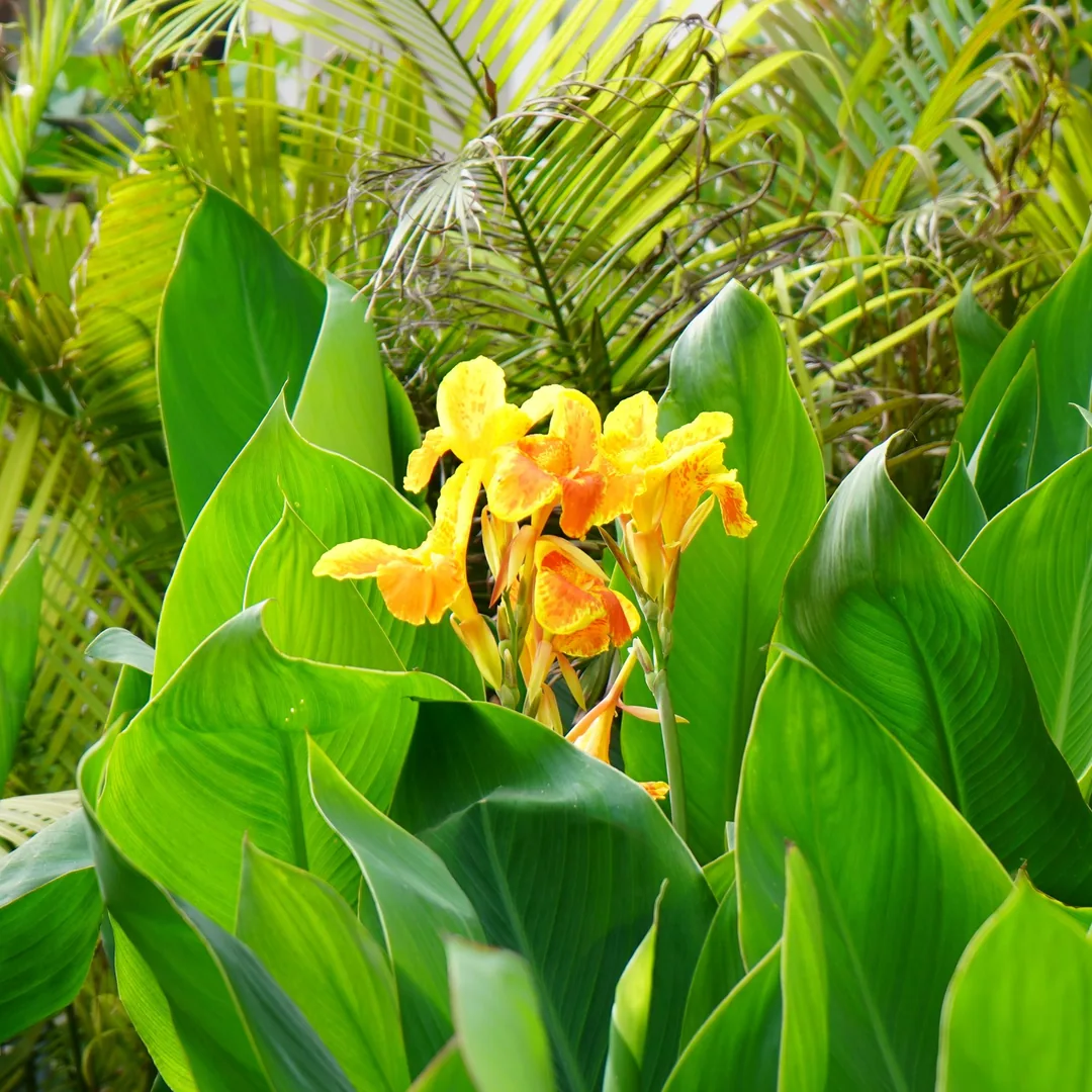 Lilies. Also known as the Edible Canna or the Yellow King Humbert.