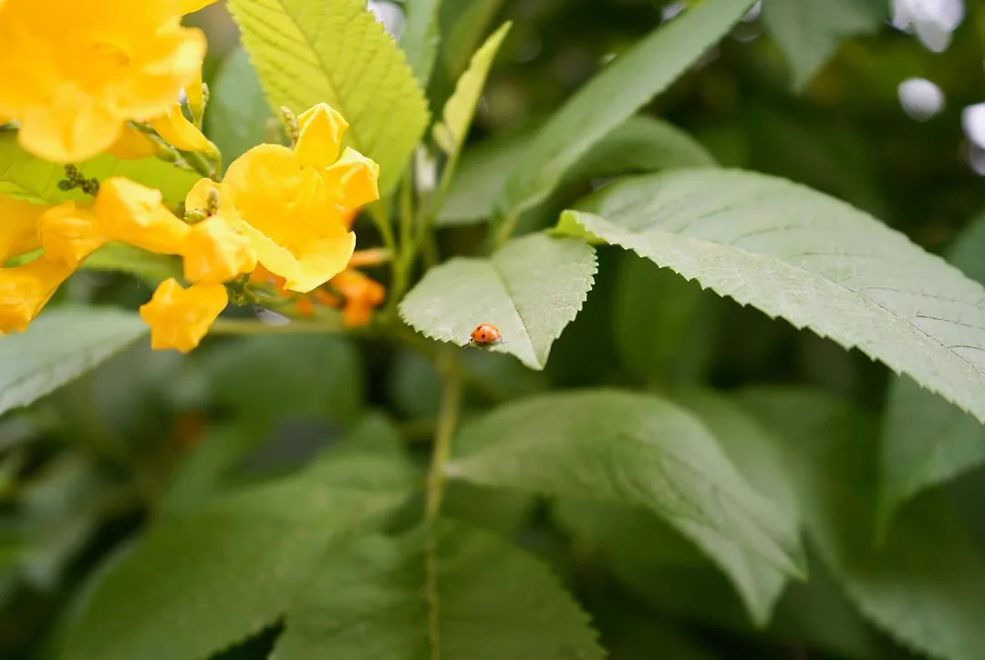 Seven spotted beetle crawling on a yellow elder leaf