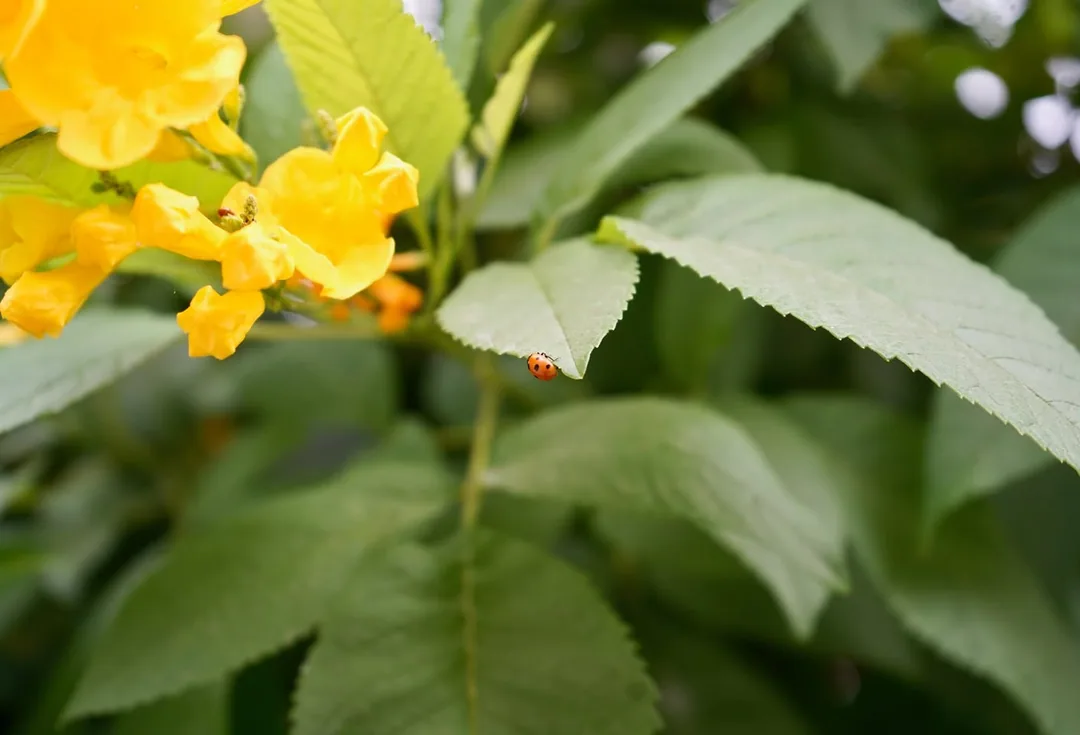 Seven spotted beetle crawling on a yellow elder leaf