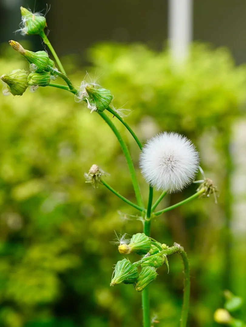 A solitary dandelion