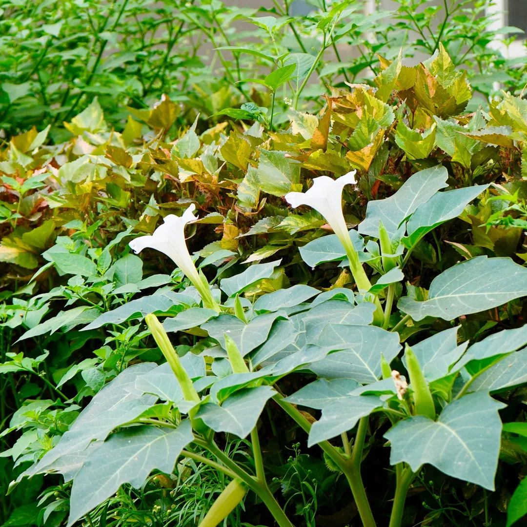 A pair of Angel's Trumpets