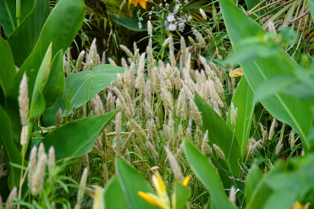 Wild grass, safely tucked away behind other plants.