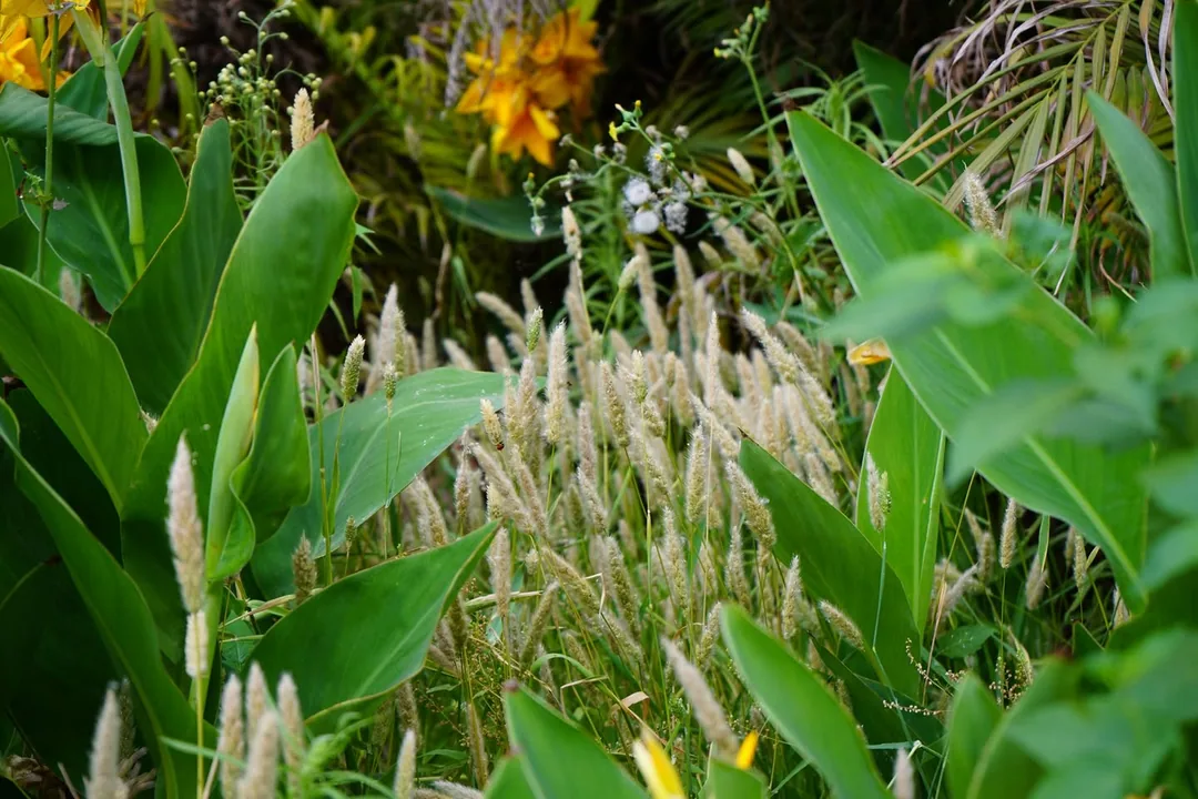 Wild grass, safely tucked away behind other plants.