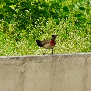 Red vented bulbul.

Yes. You have been mooned by the red butt of a bird.