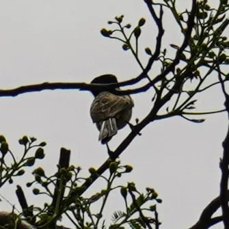 The many moods of Bulbul