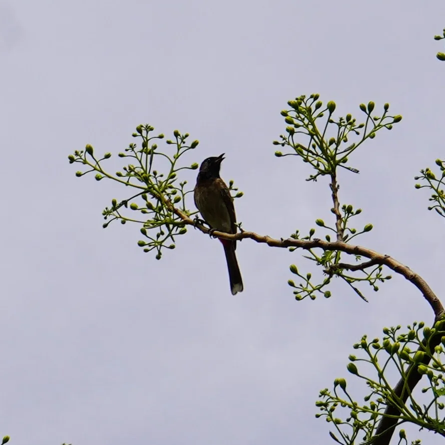The many moods of Bulbul