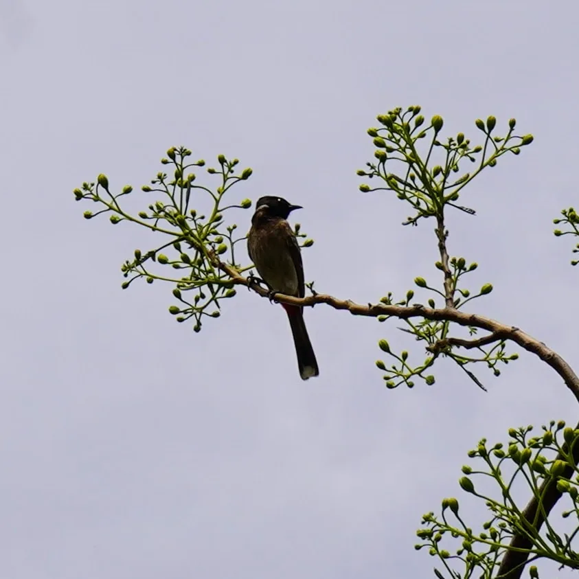The many moods of Bulbul