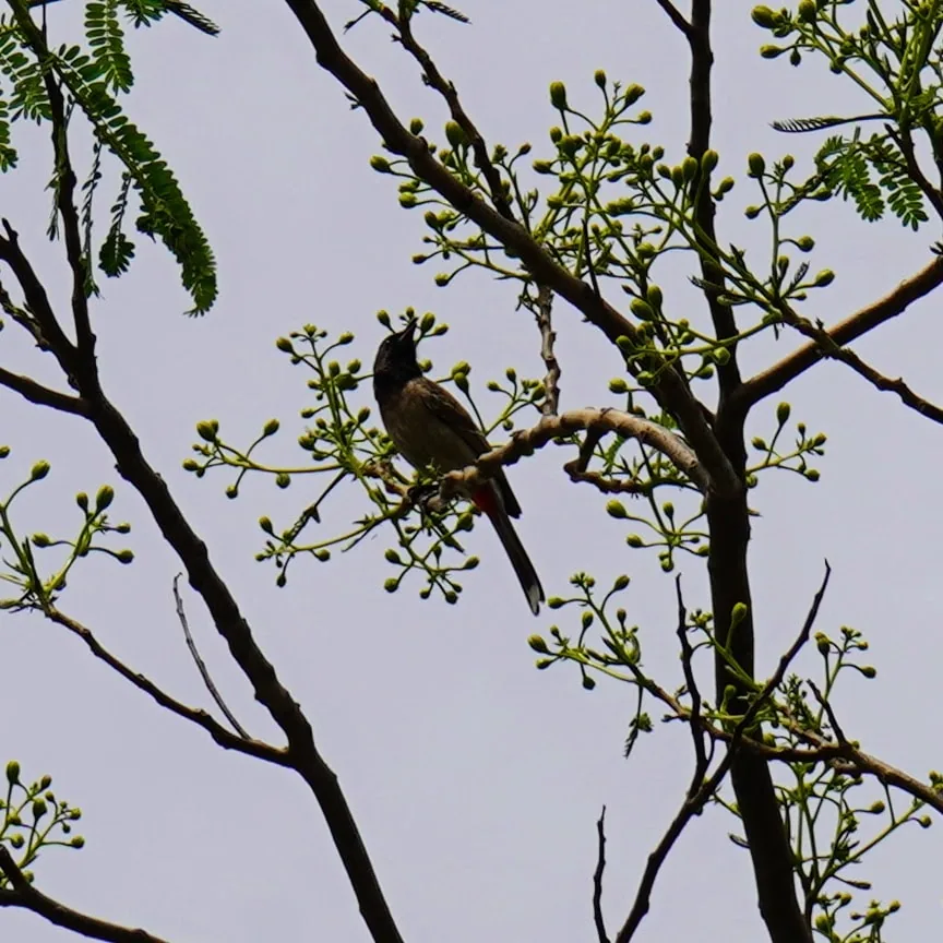 The many moods of Bulbul