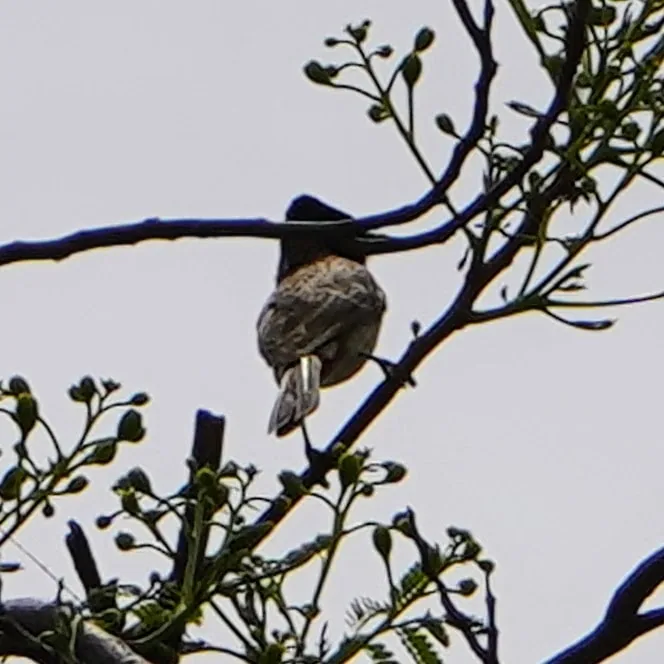 The many moods of Bulbul