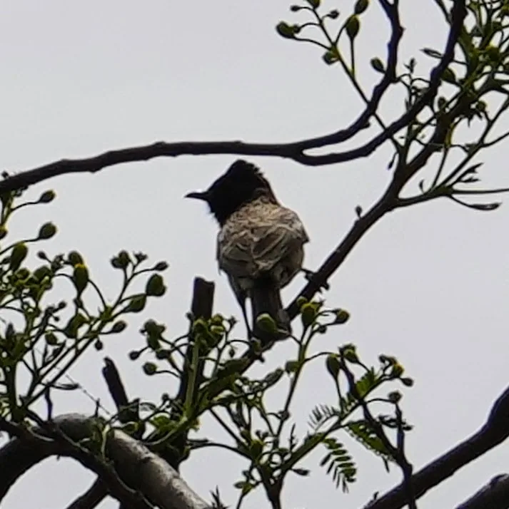 The many moods of Bulbul