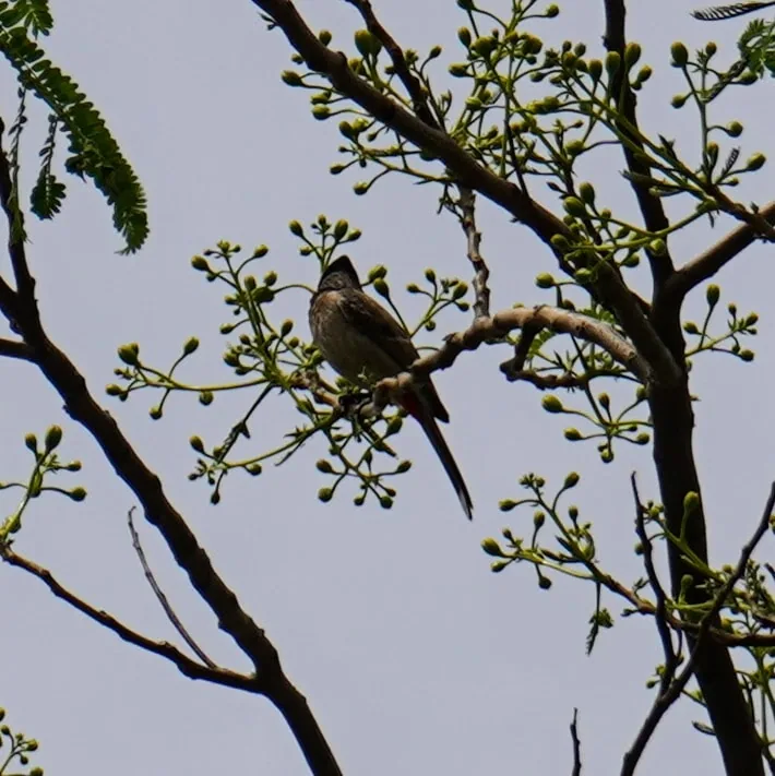 The many moods of Bulbul