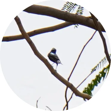 Purple Sunbird