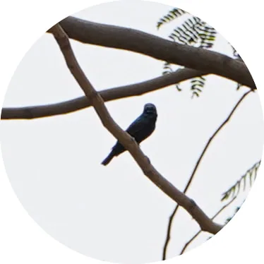 Purple Sunbird