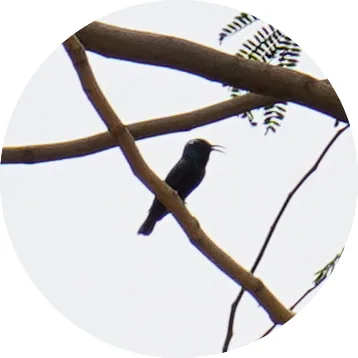 Purple Sunbird