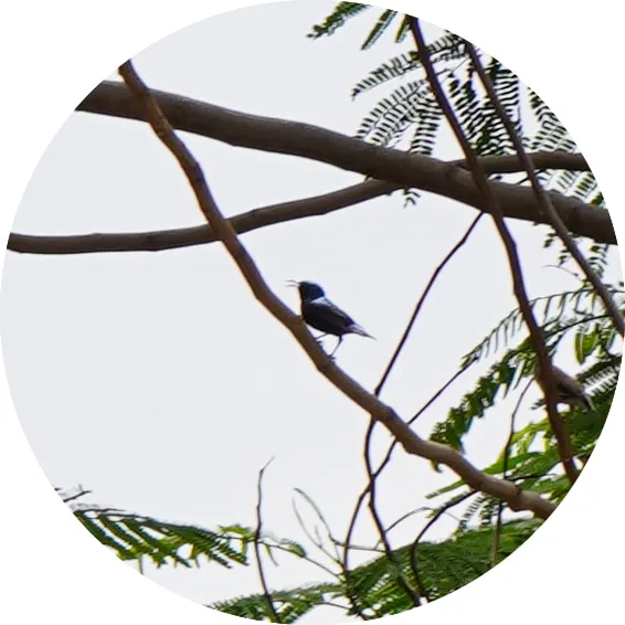 Purple Sunbird